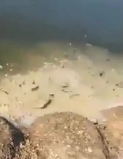 男子把剛孵出來的小雞，倒入池塘餵養怪物！