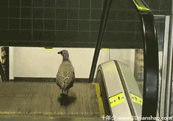 不是我幸災樂禍,我是真的忍不住