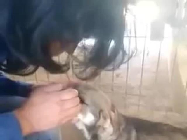 到底是什麼樣的折磨才能讓這條小狗如此怕人！