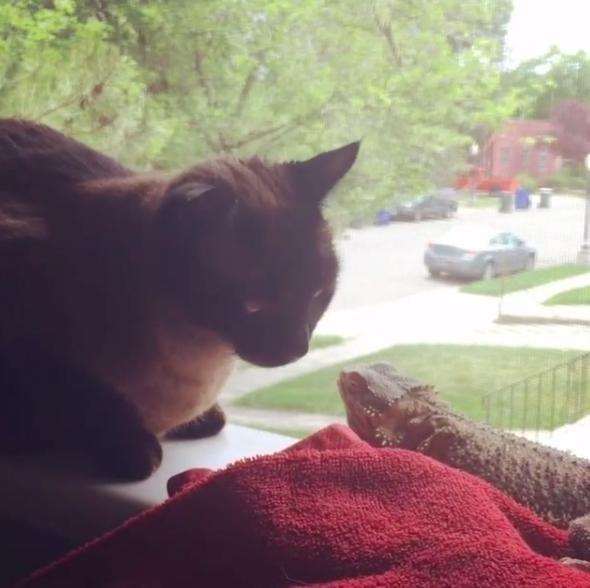 貓和蜥蜴也能混在一起養？兩隻被拋棄的寵物安撫彼此