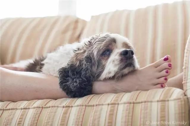 歷時4年的記錄：老年狗狗與主人之間的溫情畫面