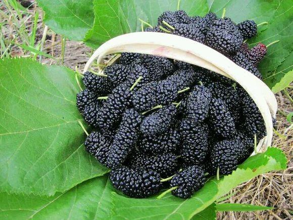 去農村摘了這些長得像毛毛蟲的果子，城裡人都喜歡吃