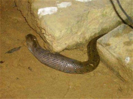 深夜垂釣,不料看見滲人的一幕,結果大叔淡定垂釣