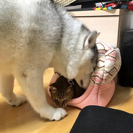 忍不住對比了一下，柴犬和哈士奇的差別待遇啊！