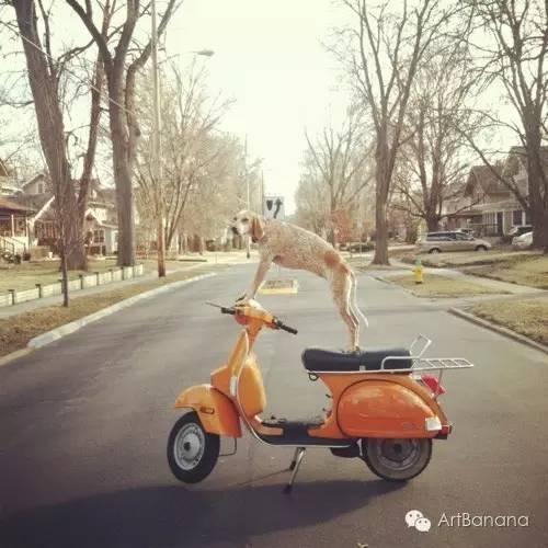 狗狗和攝影師在一起，結果當然是被玩兒壞了