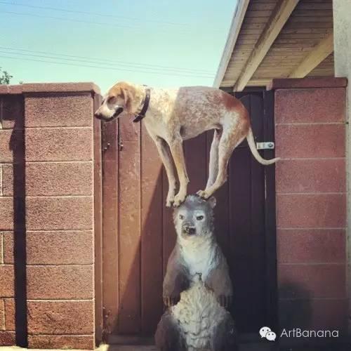 狗狗和攝影師在一起，結果當然是被玩兒壞了