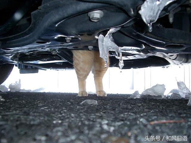 開車前沒拍拍引擎蓋的結果：小貓鬼門關前走了一遭