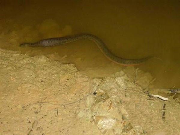 深夜垂釣,不料看見滲人的一幕,結果大叔淡定垂釣