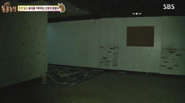 韓國綜藝展示出：棄養對於貓咪帶來的傷害！