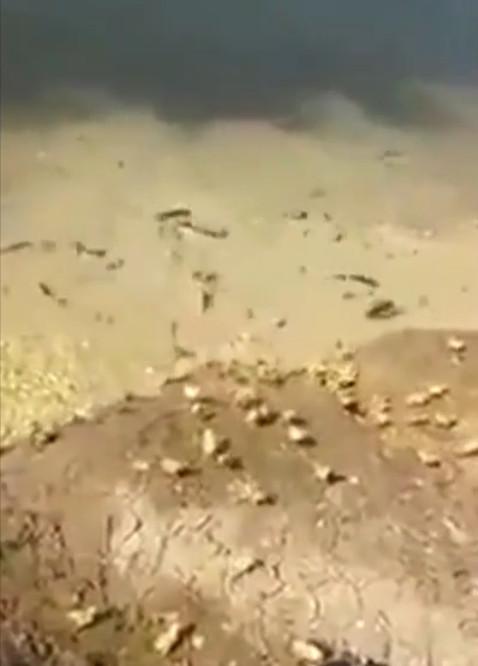 男子把剛孵出來的小雞，倒入池塘餵養怪物！