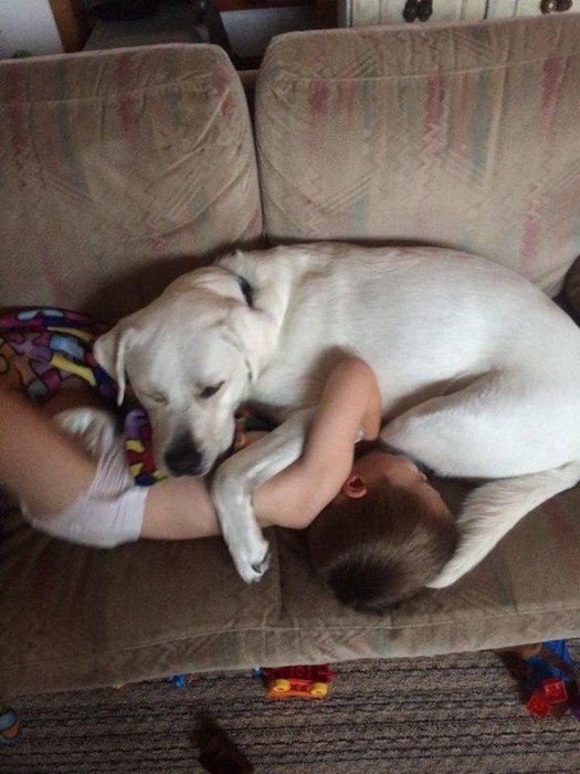 小孩患有自閉症，狗狗三年陪伴，換來小孩驚人的改變