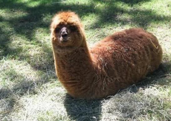 草泥馬用它的靈魂演技告訴大夥，它的神獸之稱可是名副其實的