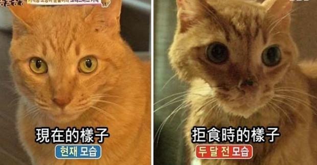 韓國綜藝展示出：棄養對於貓咪帶來的傷害！