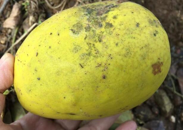 郊外遊玩發現一果樹,果子很像芒果,咬一口笑哭了