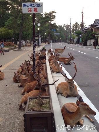 公路上出現大群小鹿，不知道的還以為它們變成路霸了呢