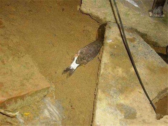 深夜垂釣,不料看見滲人的一幕,結果大叔淡定垂釣