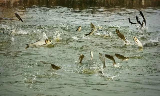 一老闆挖個魚塘，讓用戶免費釣魚，結果大家都驚呆了……