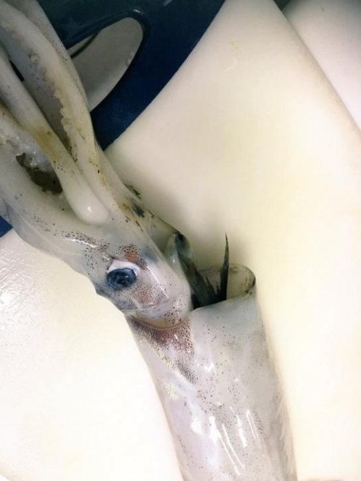 他買墨魚回家覺得不對勁，切開後才發現裡面藏了東西