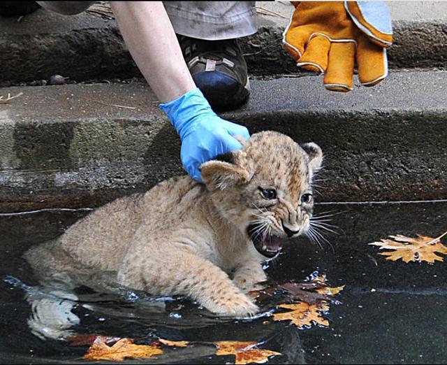 飼養員培養幼獅學游泳，涉水幼獅樣子萌萌噠，甚是討人喜愛
