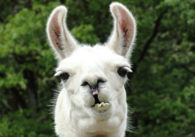 草泥馬用它的靈魂演技告訴大夥，它的神獸之稱可是名副其實的