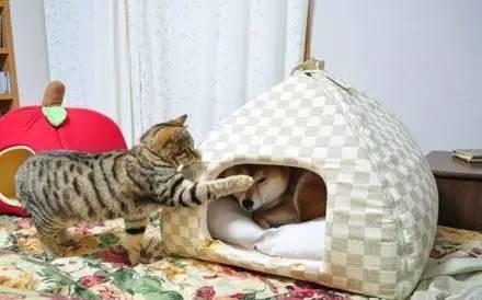 忍不住對比了一下，柴犬和哈士奇的差別待遇啊！