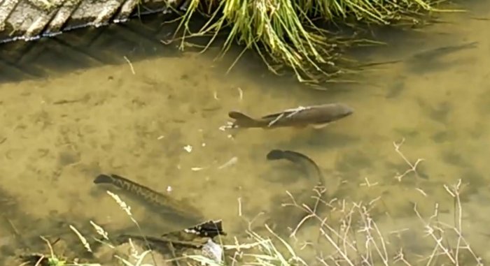 2條野生大黑魚,遭遇鯉魚群,結局太搞笑了!
