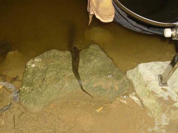 深夜垂釣,不料看見滲人的一幕,結果大叔淡定垂釣