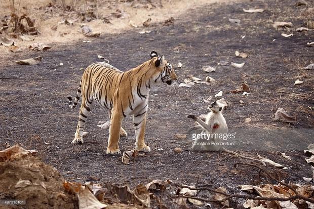 面對老虎的威脅,這隻猴子無力掙脫也無力改變