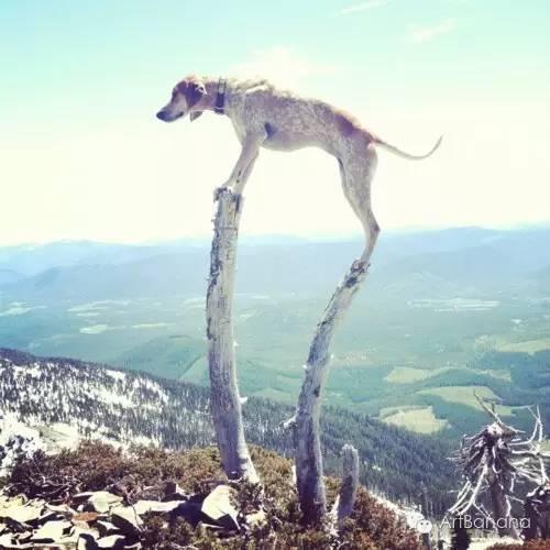 狗狗和攝影師在一起，結果當然是被玩兒壞了