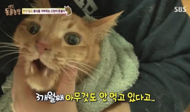 韓國綜藝展示出：棄養對於貓咪帶來的傷害！