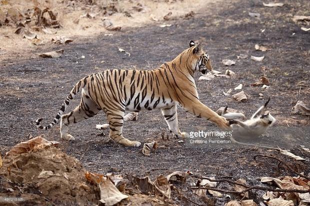 面對老虎的威脅,這隻猴子無力掙脫也無力改變