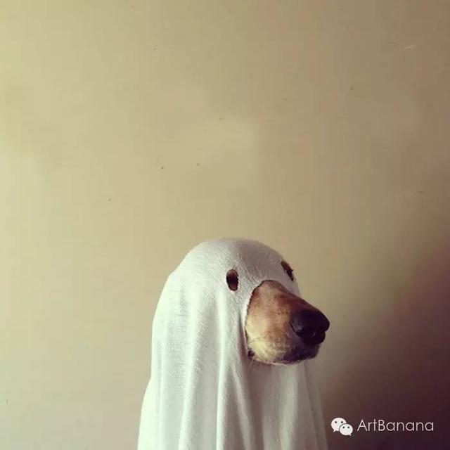 狗狗和攝影師在一起，結果當然是被玩兒壞了