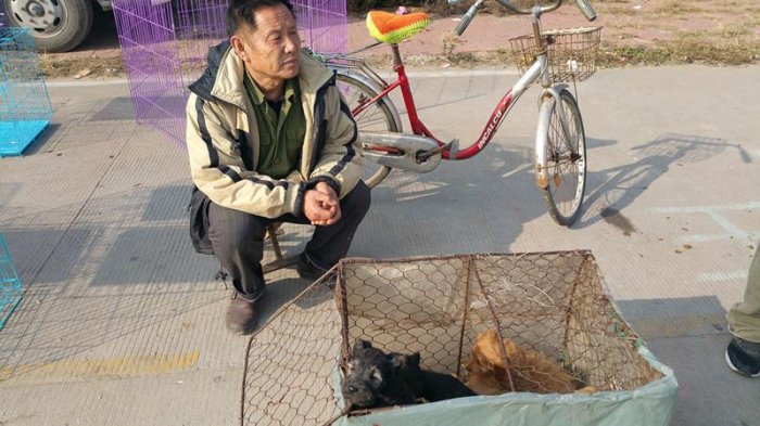 實拍膠東農村狗市，拉布拉多、泰迪、京巴應有盡有