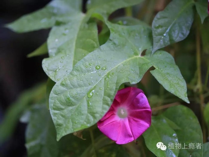 一朵牽牛花，一抹阿拉伯藍