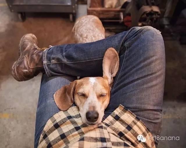 狗狗和攝影師在一起，結果當然是被玩兒壞了