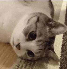 剛看這隻喵的時候覺得是美男子，但一看它的身材