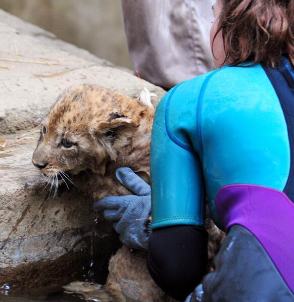 飼養員培養幼獅學游泳，涉水幼獅樣子萌萌噠，甚是討人喜愛