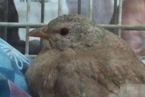 小男孩忽然跳入流沙中：下一幕所有人都為他點贊