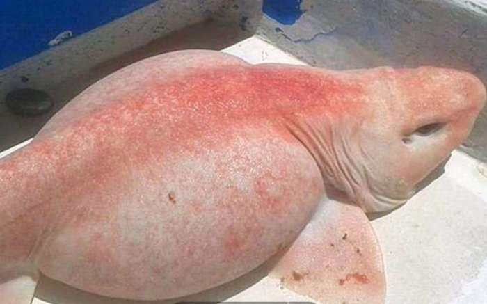 小伙海上釣魚釣到奇怪生物，酷似「外星怪物」！