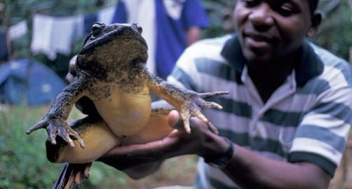 非洲大青蛙，成年後一隻6斤重，體長几十厘米