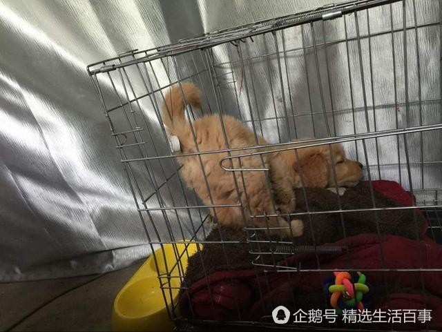 這狗糧是鹹的，狗狗能吃嗎？求大神指教！