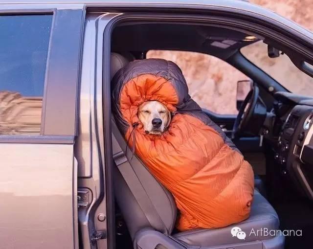 狗狗和攝影師在一起，結果當然是被玩兒壞了