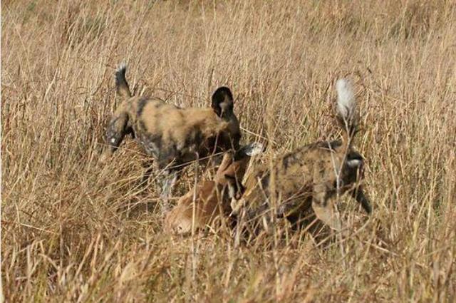 年幼無知的黑斑羚在面對野狗群廝殺的時候坐以待斃,遊客只能默哀