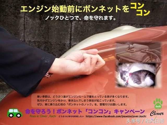 開車前沒拍拍引擎蓋的結果：小貓鬼門關前走了一遭