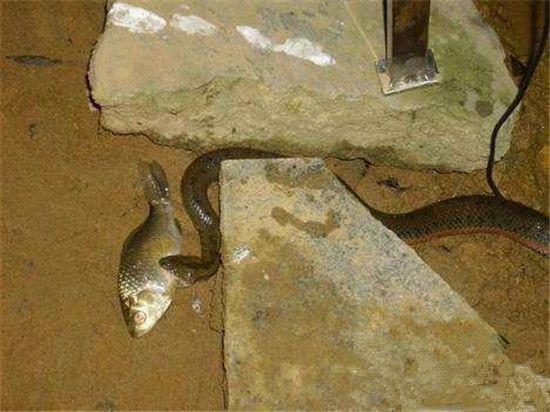 深夜垂釣,不料看見滲人的一幕,結果大叔淡定垂釣