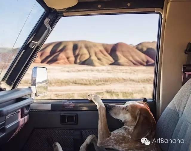 狗狗和攝影師在一起，結果當然是被玩兒壞了