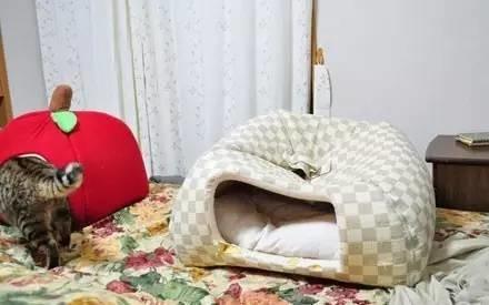 忍不住對比了一下，柴犬和哈士奇的差別待遇啊！