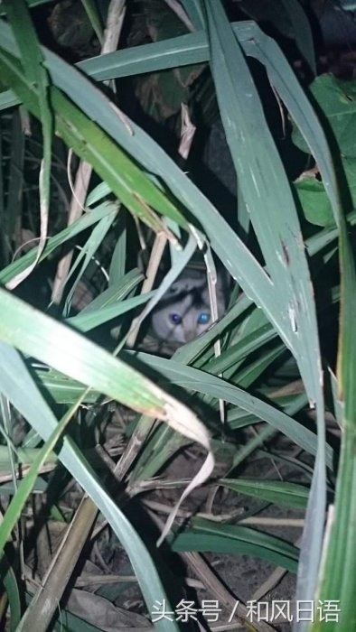 開車前沒拍拍引擎蓋的結果：小貓鬼門關前走了一遭