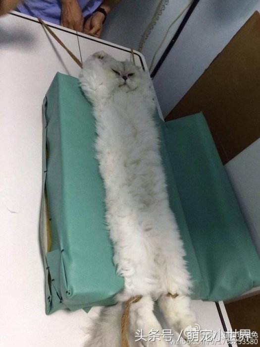 同學家的貓生病了可憐，直到看到病床上的它瞬間笑噴