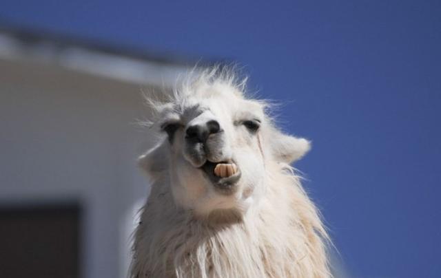 草泥馬用它的靈魂演技告訴大夥，它的神獸之稱可是名副其實的